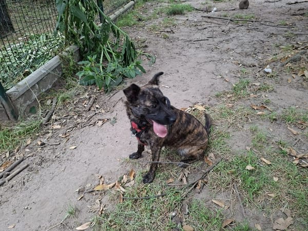 Romy