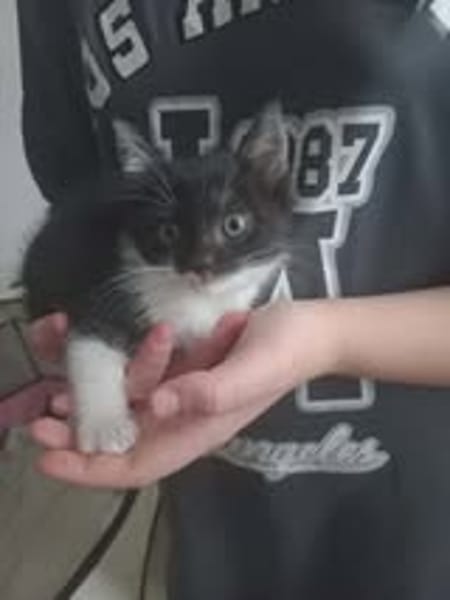 PISTACHE