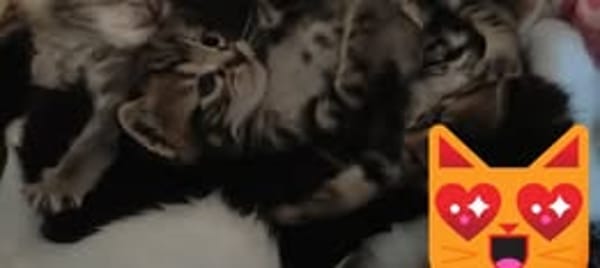 FIGARO