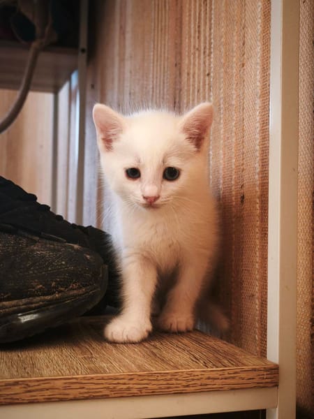 LILA