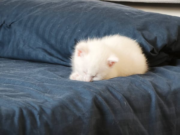 LILA
