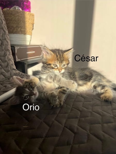 ÉROS, CÉSAR, ORIO