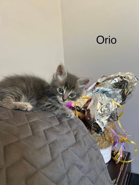 ÉROS, CÉSAR, ORIO