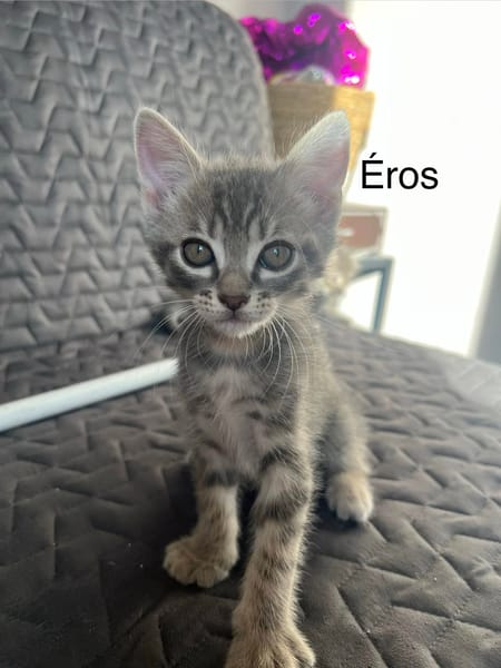 ÉROS, CÉSAR, ORIO