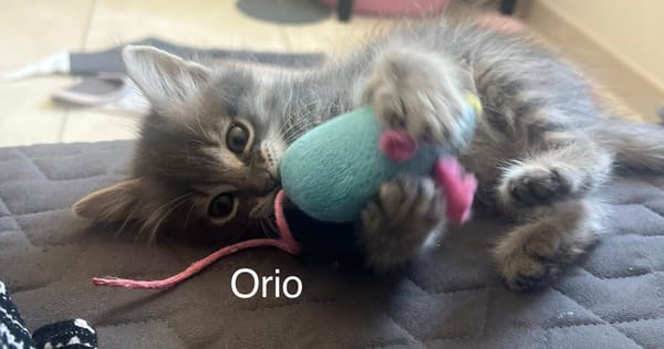 ÉROS, CÉSAR, ORIO
