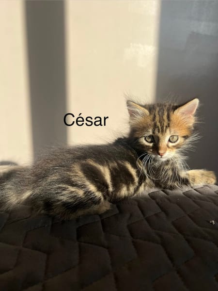 ÉROS, CÉSAR, ORIO