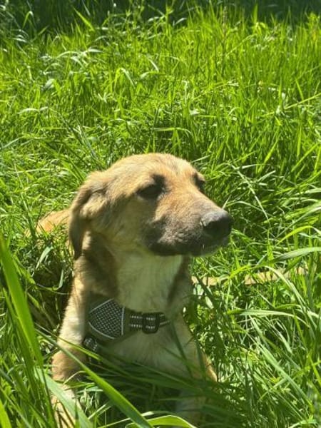 Taro - gute Laune Hund 🍀