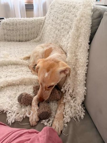 Mia, zauberhaftes Welpen Mädchen