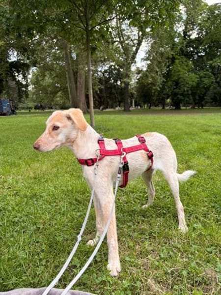 Mia, zauberhaftes Welpen Mädchen