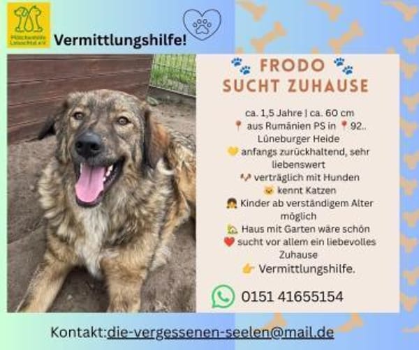 Frodo sucht sein Für-immer-Zuhause