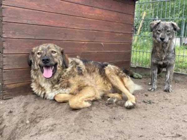 Frodo sucht sein Für-immer-Zuhause