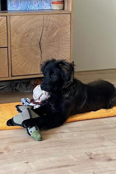 Momo sucht ein liebevolles Zuhause
