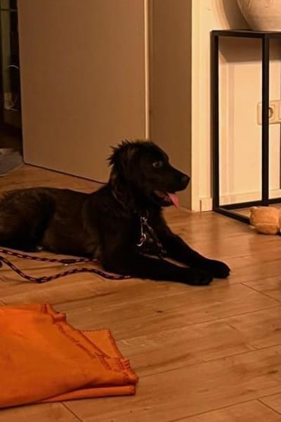 Momo sucht ein liebevolles Zuhause