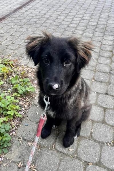 Momo sucht ein liebevolles Zuhause