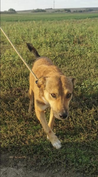 Amy💜 sucht Pflegestelle/Endstelle