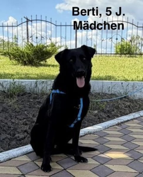 Berti sucht ihr Für-immer-Zuhause