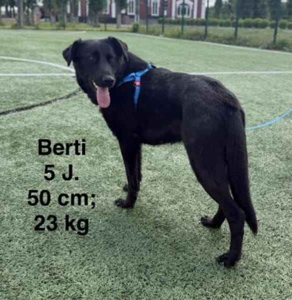 Berti sucht ihr Für-immer-Zuhause