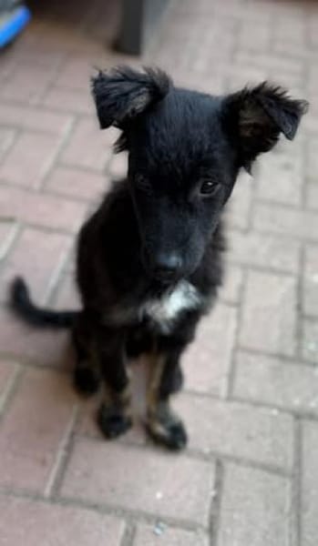 💙 Murphy 💙  sucht sein Zuhause