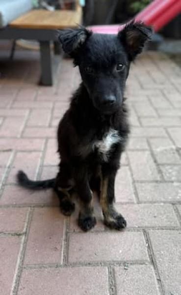 💙 Murphy 💙  sucht sein Zuhause