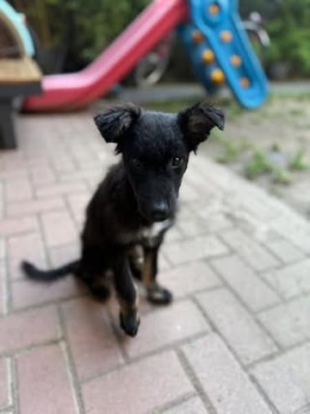 💙 Murphy 💙  sucht sein Zuhause