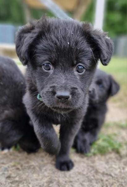 Janna, Jamila, Josi, Ronja, Hermine