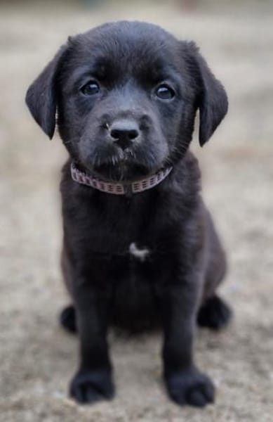 Janna, Jamila, Josi, Ronja, Hermine