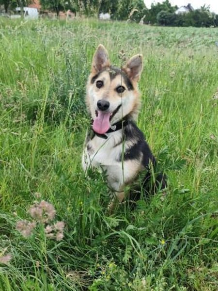 Pelle  kleiner Gute-Laune-Hund