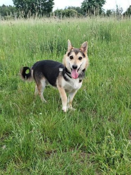 Pelle  kleiner Gute-Laune-Hund