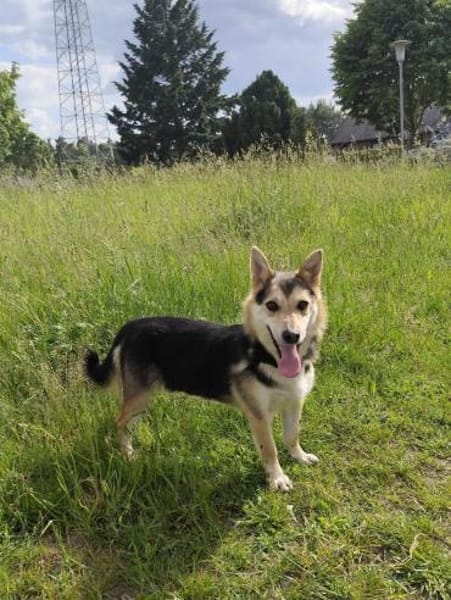 Pelle  kleiner Gute-Laune-Hund