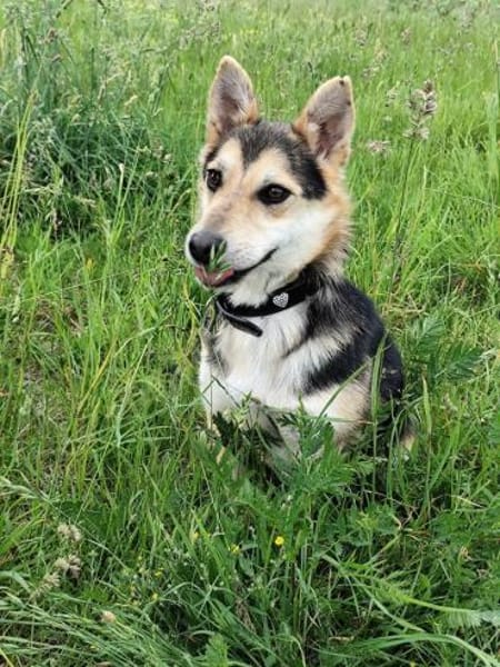 Pelle  kleiner Gute-Laune-Hund