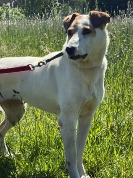 🐾 Debbie  sanfte Hündin
