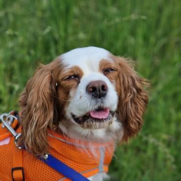 Elsa, süße Cavalier King Charles Hündin