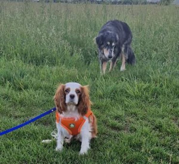 Elsa, süße Cavalier King Charles Hündin