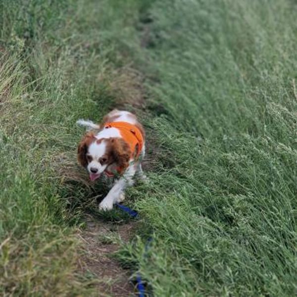 Elsa, süße Cavalier King Charles Hündin