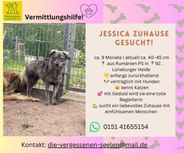 Jessica sucht ihr Zuhause