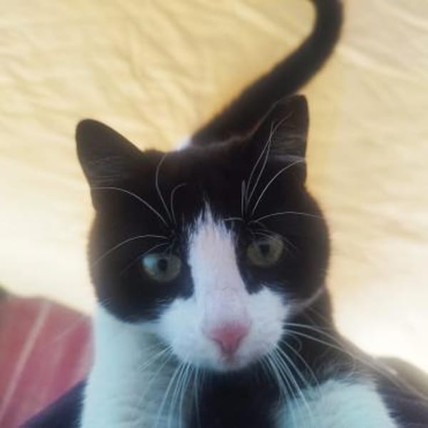 ganz toller Kater namens Jerry