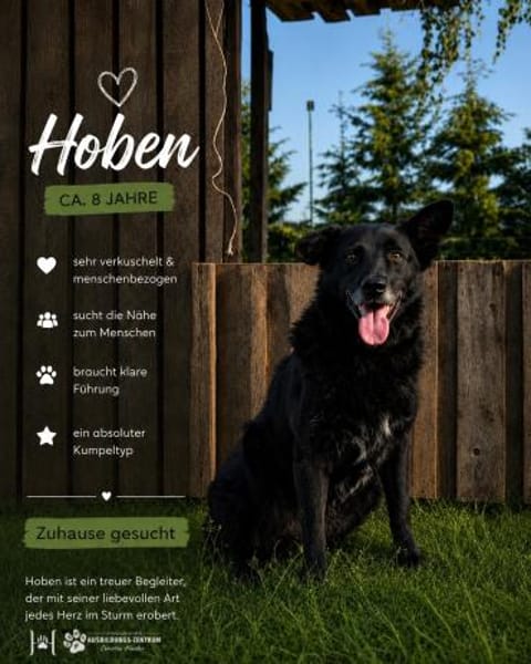Hoben - ein cooler kleiner Kumpel