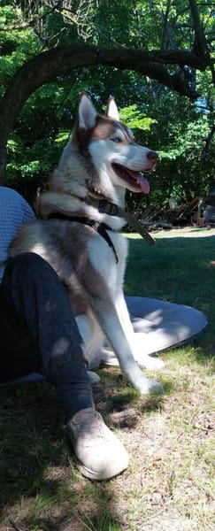Aladar junger Huskyrüde sucht zuhause
