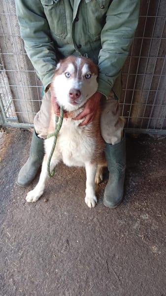 Aladar junger Huskyrüde sucht zuhause