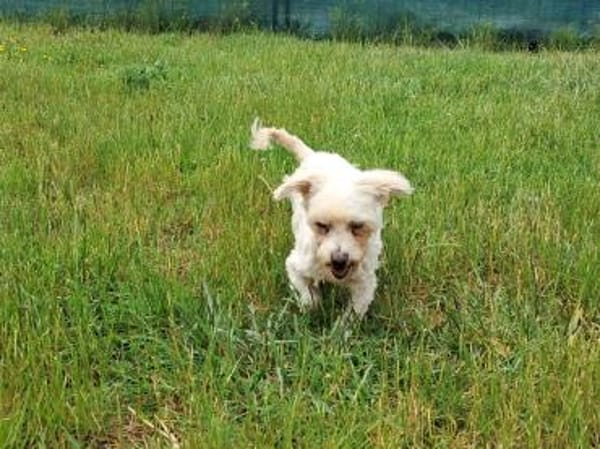Banan, liebe kleine Seniorin geb.05/2011