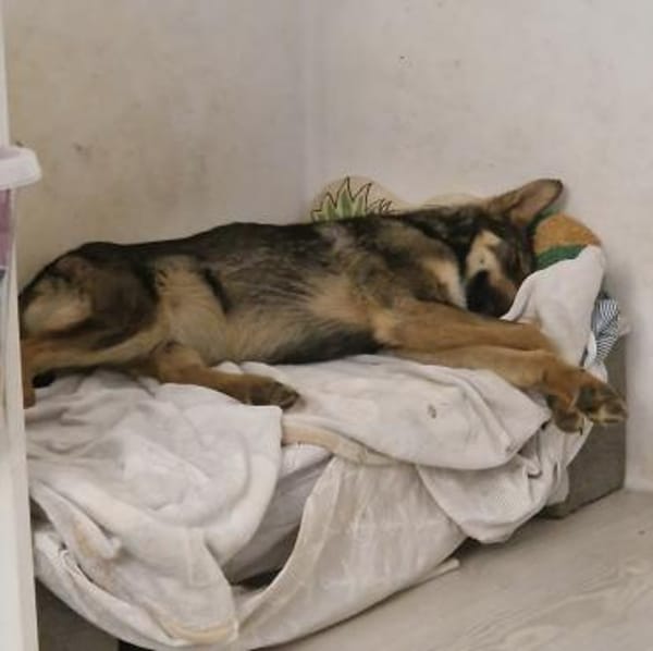 Oatis - der naturverbundene Hundekumpel