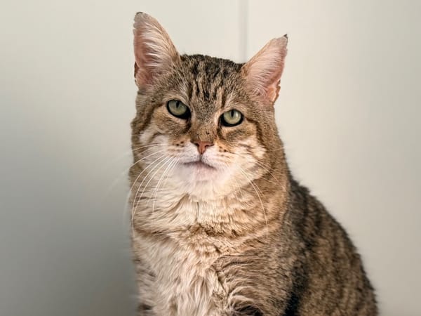 LYNXOU [FIV+]