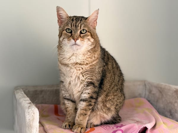 LYNXOU [FIV+]
