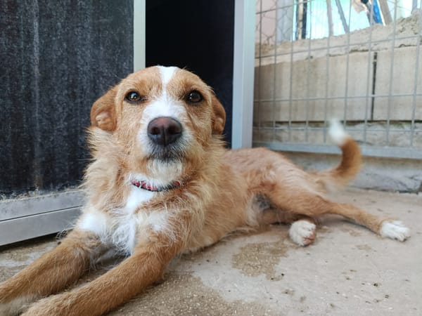 LUNA (Union Animal)