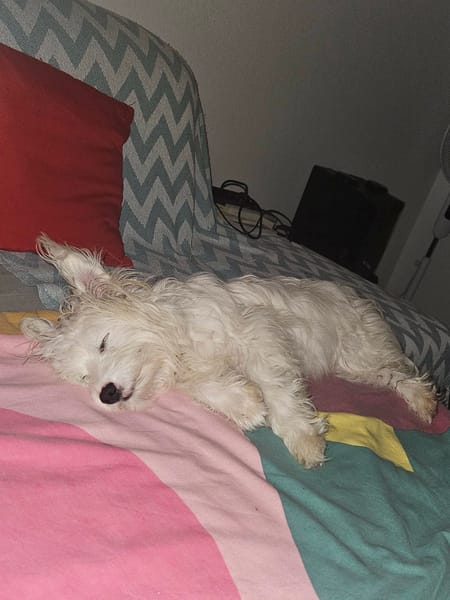 POOKY la pépite