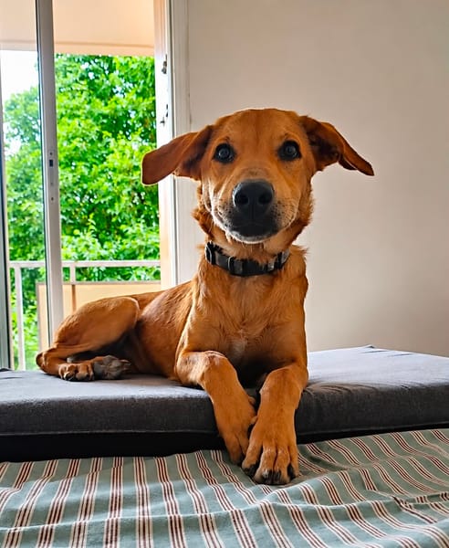 Loki, le plus génial