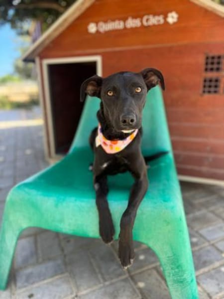Angel ist ein Traum für jeden Hundebesit