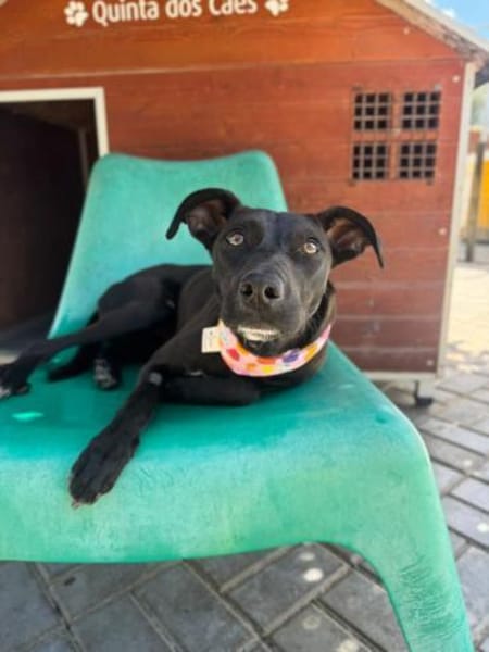 Angel ist ein Traum für jeden Hundebesit