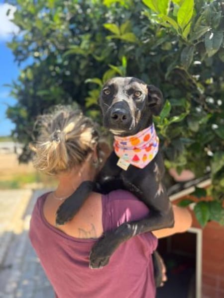 Angel ist ein Traum für jeden Hundebesit
