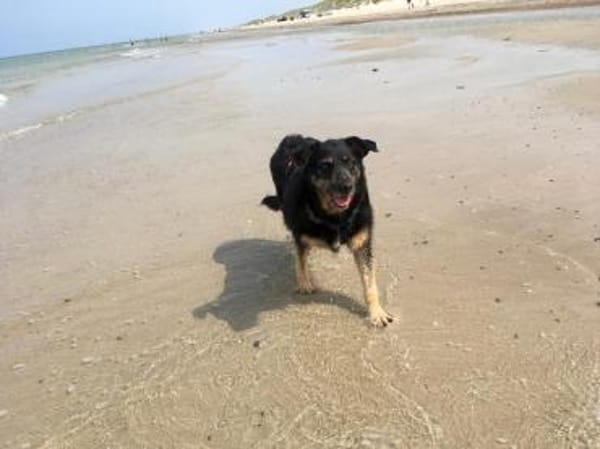 Delta - Frauenhund sucht Plätzchen